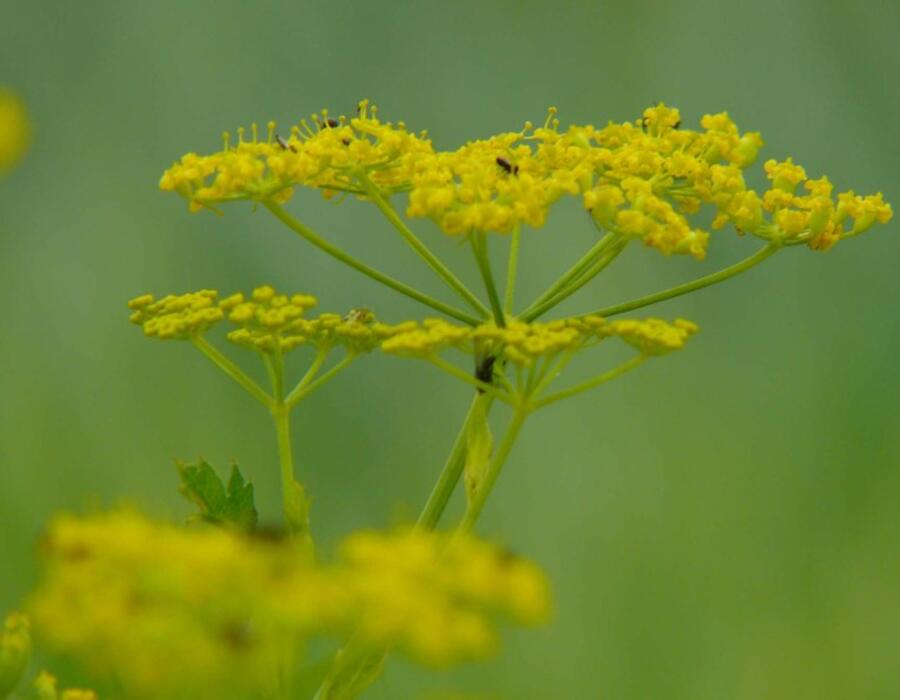 070807pastinaak.jpg