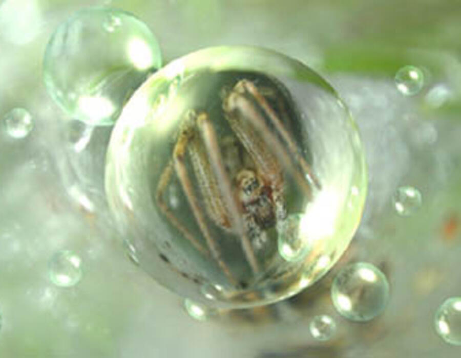10924.jpgwww.nonduality.com.jpg