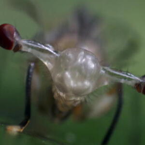 126660092756212954500601197_stalk_eyed_fly.jpg