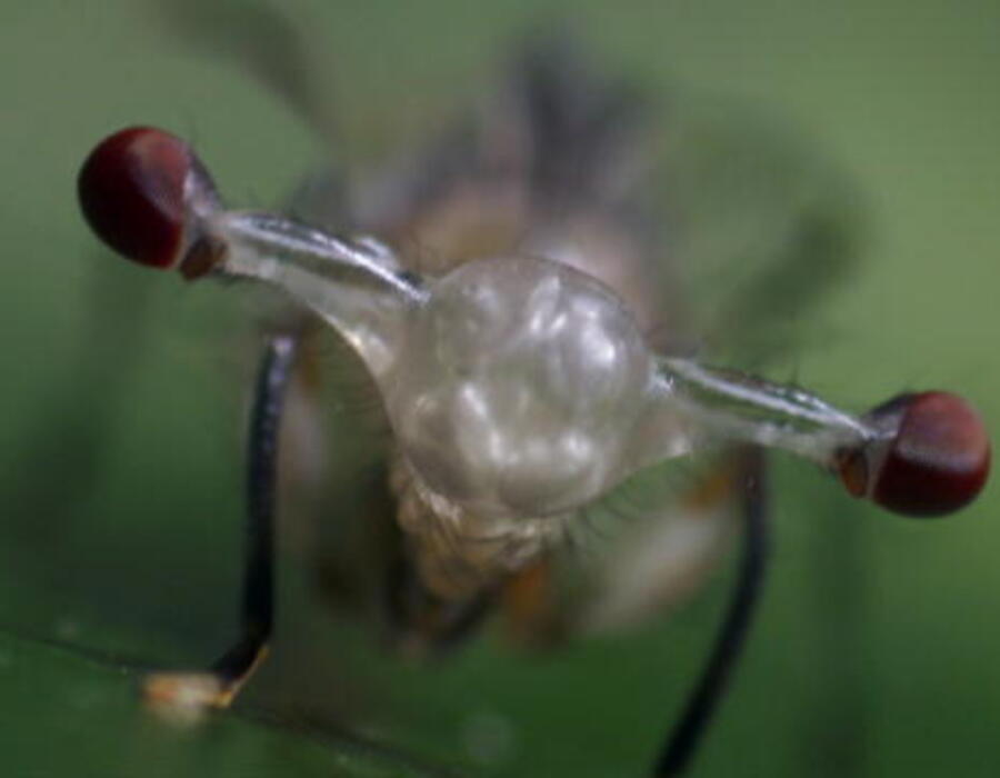 126660092756212954500601197_stalk_eyed_fly.jpg