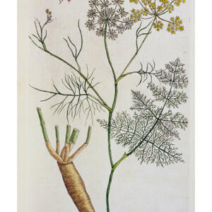 176419_fennel-plate-288-from-a-curious-herbal-published-1782-posters.jpg