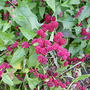 300px-chenopodium_capitatum_strawberry_blite_2048px.jpg
