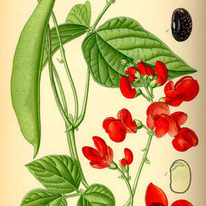 366px-illustration_phaseolus_coccineus0.jpg