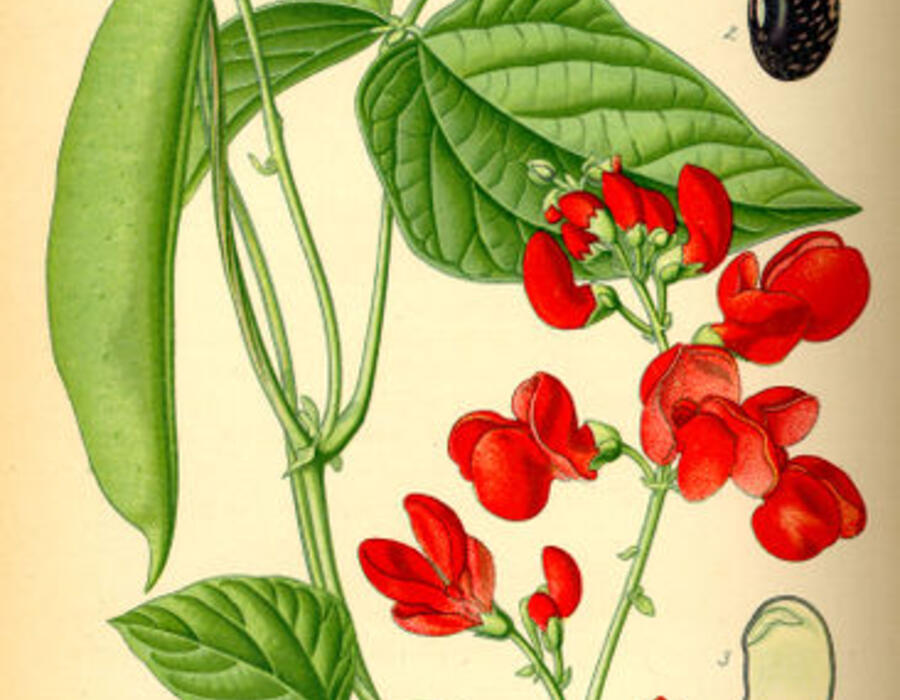 366px-illustration_phaseolus_coccineus0.jpg
