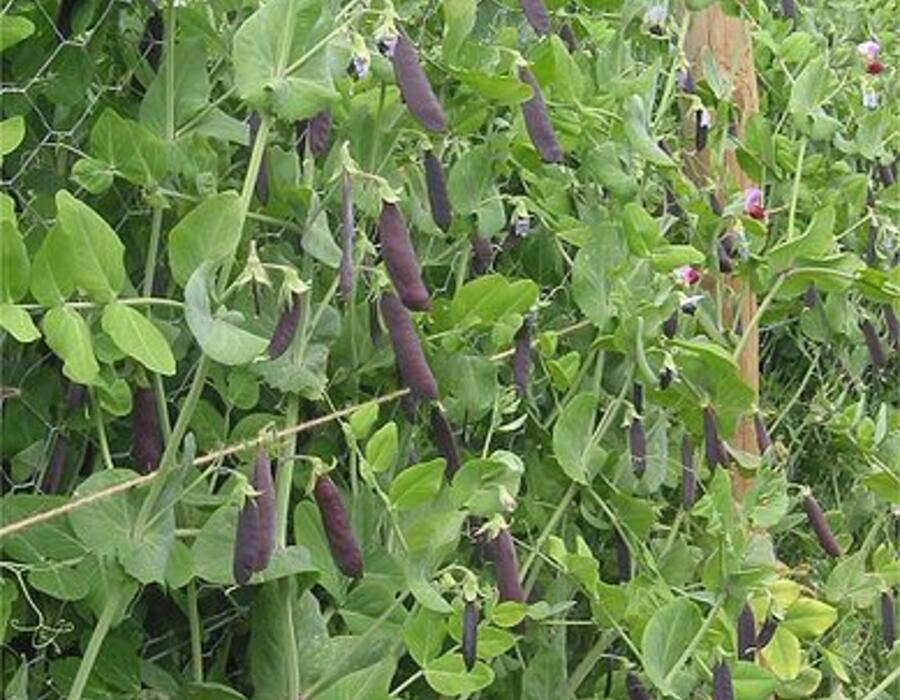 389px-blauwschokker_kapucijner_rijserwt_planten_pisum_sativum.jpg