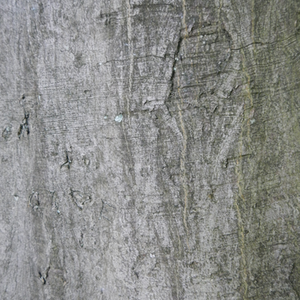 3_haagbeuk_huid.png