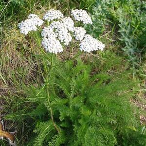 450px-achillea_millefolium_20041012_2574.jpg