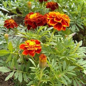 450px-tagetes_patula_nana_hybr_carmen_botgardbln0906b.jpg