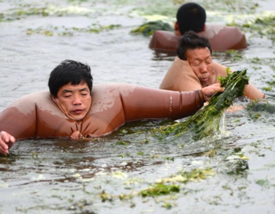 Members of the local water authority clear overgrown weeds in the Haihe River,...