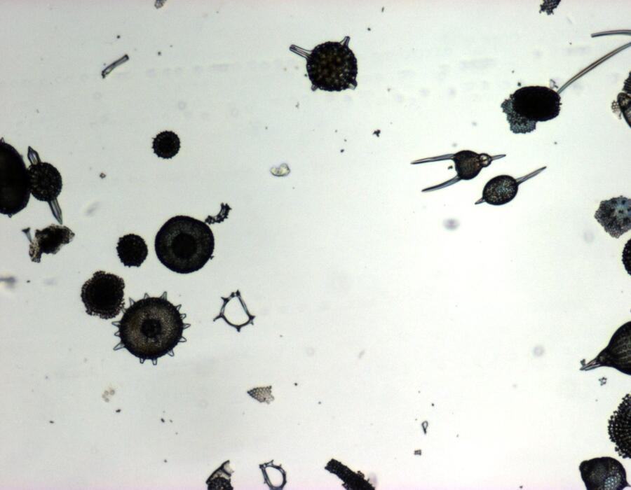 60_radiolaria_40x.jpg
