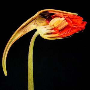685px-tropaeolum_majus_04_ies.jpg