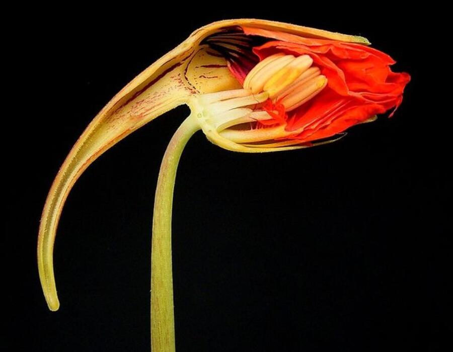 685px-tropaeolum_majus_04_ies.jpg