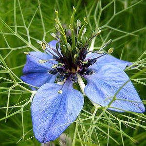 800px-2007-10-25nigella_damascena_09.jpg