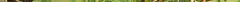 800px-japanese_larch_larix_kaempferi_radial_sprigs_3008px.jpg