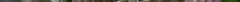 800px-silenevulgaris-bloem-hr.jpg