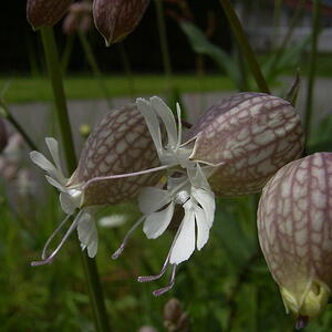 800px-silenevulgaris-bloem-hr.jpg