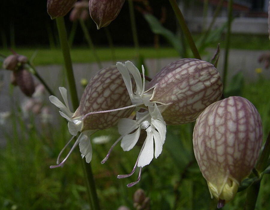 800px-silenevulgaris-bloem-hr.jpg