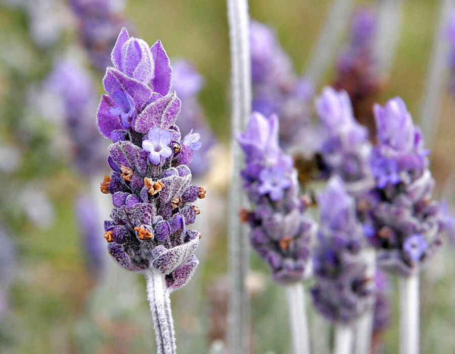 800px-single_lavendar_flower02.jpg