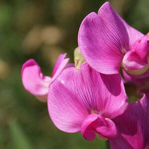 800px-sweet-pea-flower.jpg