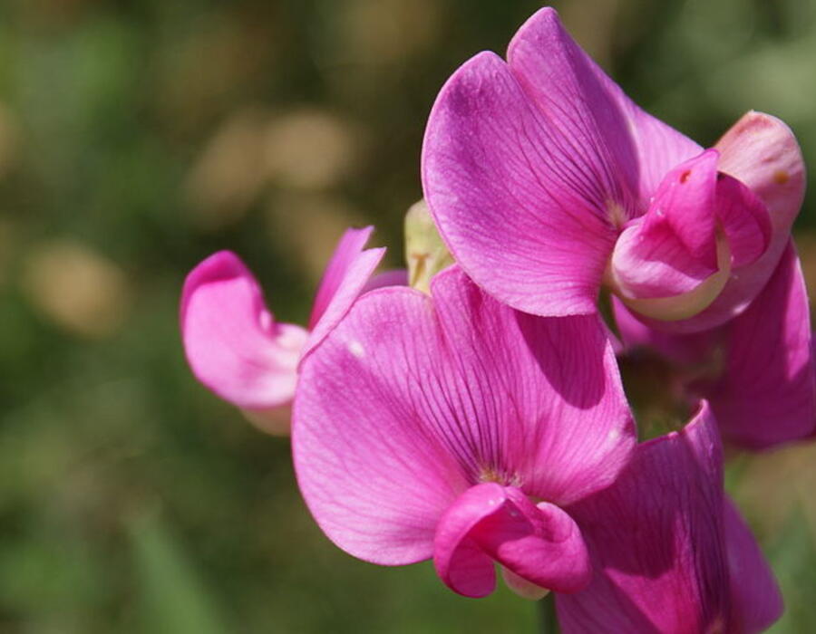 800px-sweet-pea-flower.jpg