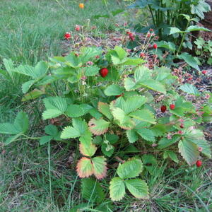 800px-whole_wild_strawberry_plant_uk_2006.jpg