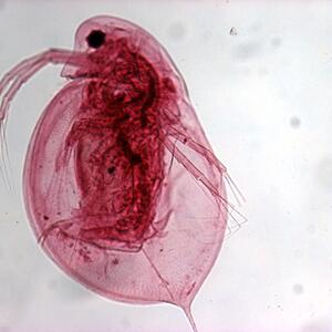 90_daphnia_40x.jpg