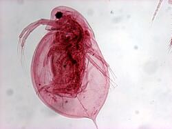 90_daphnia_40x.jpg