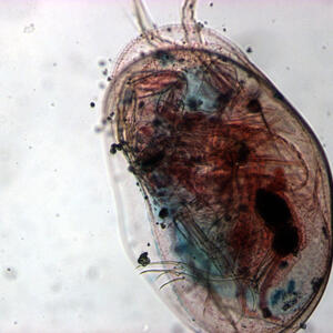 99_ostracod_40x.jpg
