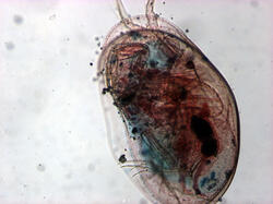99_ostracod_40x.jpg 99_ostracod_40x.jpg
