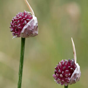 allium_vineale_03.jpg