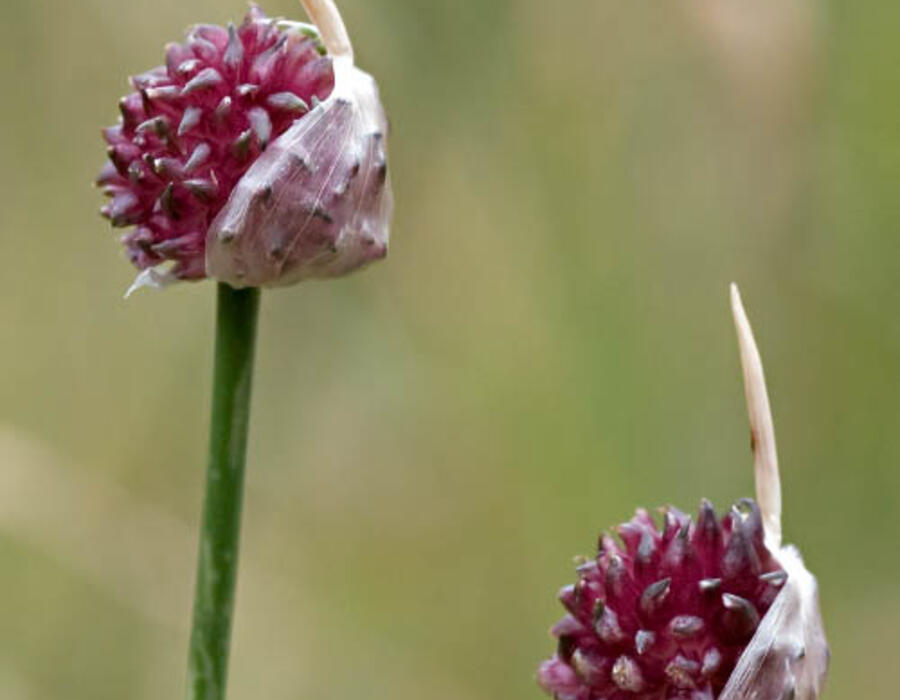 Kraailook,

Wild garlic,

Allium vineale