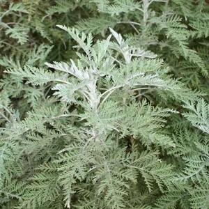 big_africanwormwood.jpg