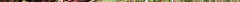 bushes.jpg