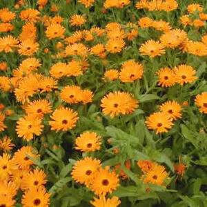 calendula642.jpg