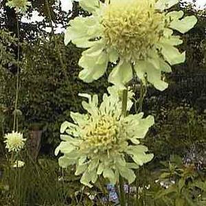 cephalaria_gigantea.jpg