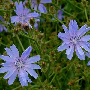 cichorium_intybus_gaulsheim.jpg
