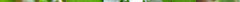 claytonia_perfoliata.jpg