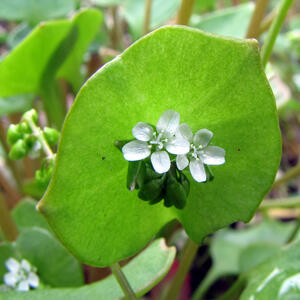 claytonia_perfoliata.jpg