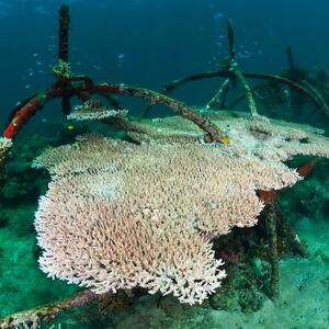 coral3.tiff.scaled1000.jpg