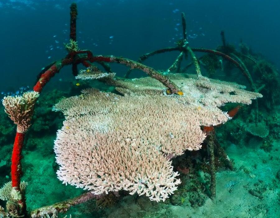 coral3.tiff.scaled1000.jpg