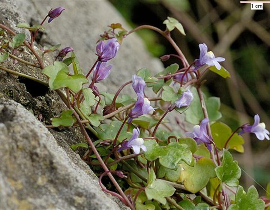cymbalaria_muralis_7f2.jpg
