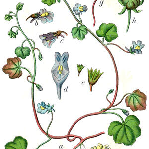 cymbalaria_muralis_sturm21.jpg