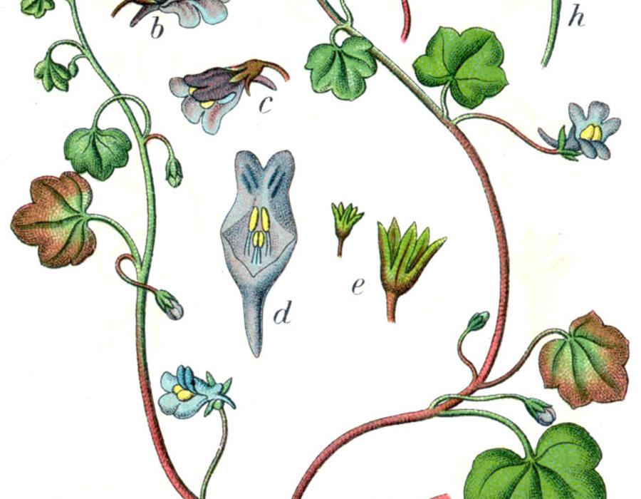 cymbalaria_muralis_sturm21.jpg