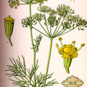 dillanethum_graveolens250.jpg