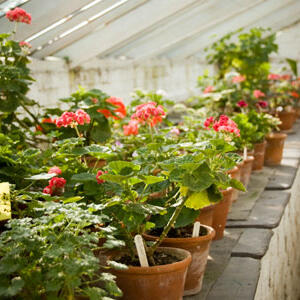 diy-greenhouse-main.jpg
