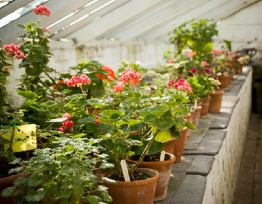 diy-greenhouse-main.jpg