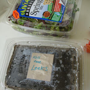 diy-seed-starting1.jpg