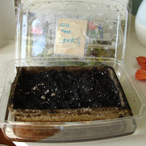 diyseed21.jpg