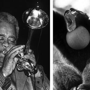 dizzy_siamang.jpg
