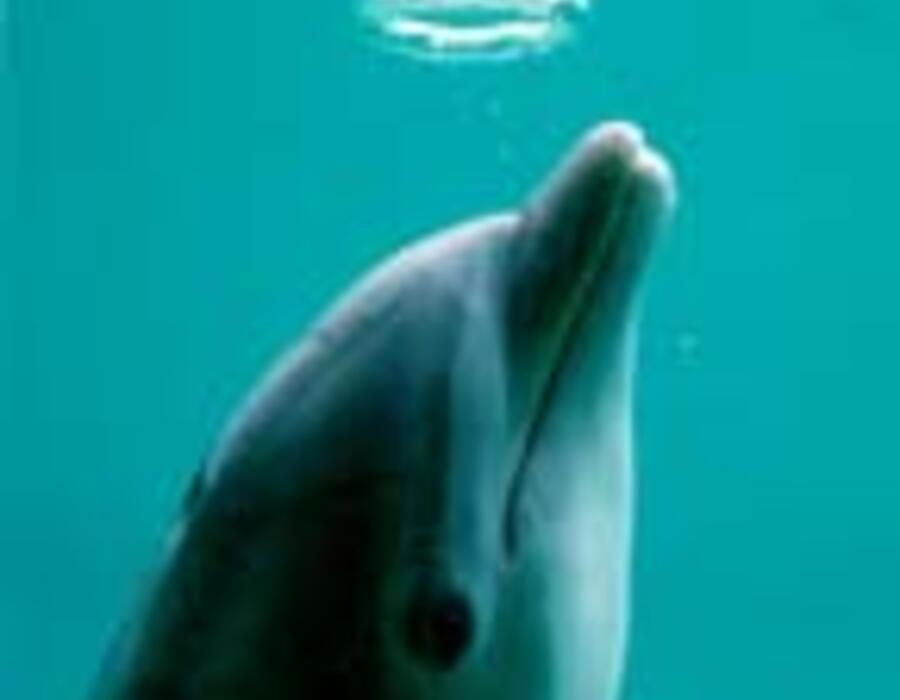 dolphinring06.jpg